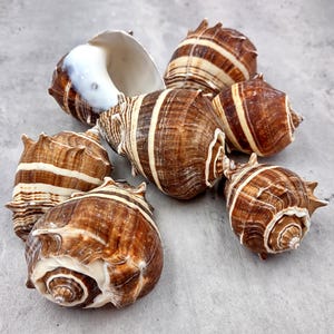 King Crown Conch Seashells Brown Striped Melongena Corona (2 Shells ...