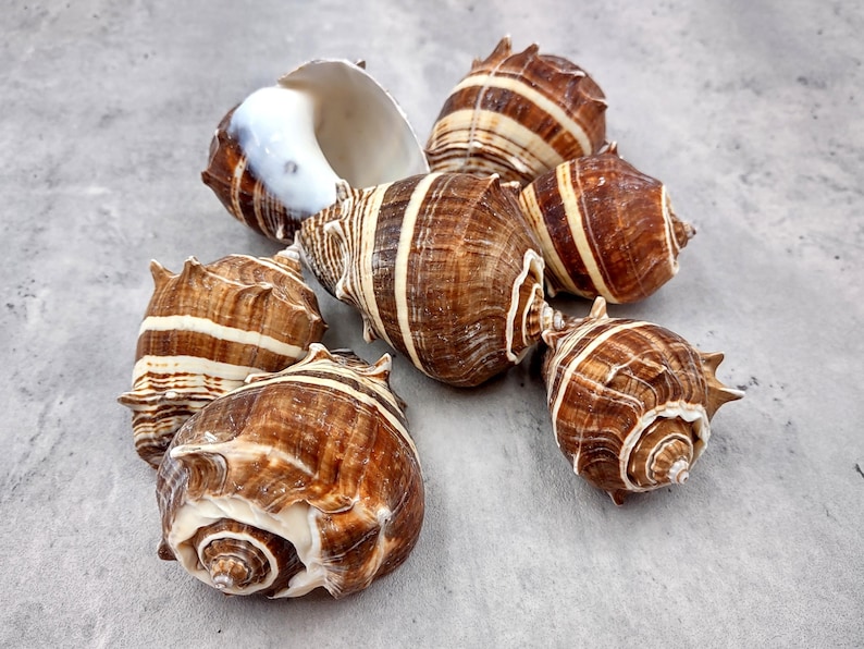 King Crown Conch Seashells Brown Striped Melongena Corona (2 Shells ...