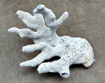 Small Blue Ridge Coral Fragment (1 coral fragment approx. 3-4.5+ inches) Coral fragments for any coastal collection or fun artistic display!