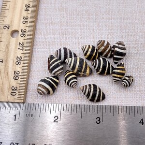 Bee Hive/Bumble Bee Seashells - Engina Mendicaria - (20 shells approx. .25-.5 inches). Multiple black and white stripped shells in pile. Copyright 2024 SeaShellSupply.com.