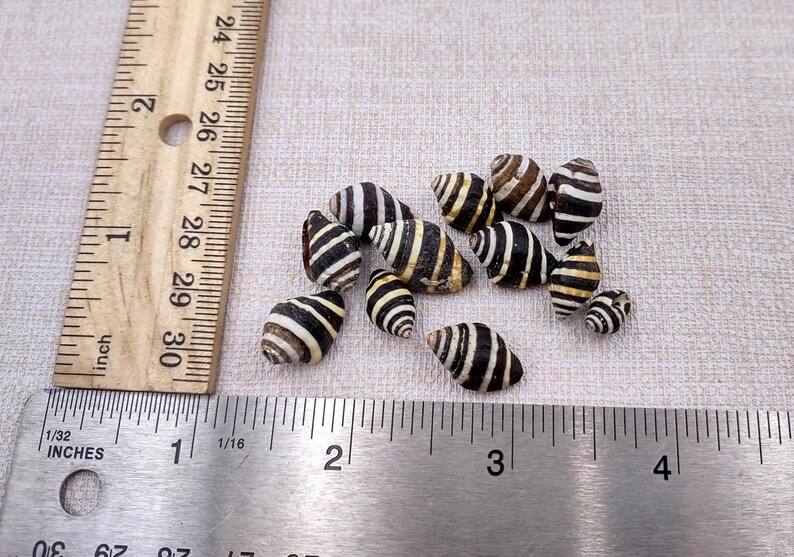 Bee Hive/Bumble Bee Seashells - Engina Mendicaria - (20 shells approx. .25-.5 inches). Multiple black and white stripped shells in pile. Copyright 2024 SeaShellSupply.com.