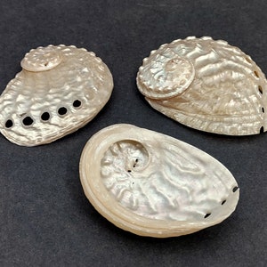 Pearled Oval Abalone - Haliotis Ovina - (3 shells 2.25-3.25 inch). Three white shiny shells with open holes along one edge. Copyright 2022 SeaShellSupply.com.