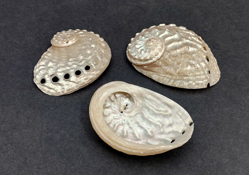 Pearled Oval Abalone - Haliotis Ovina - (3 shells 2.25-3.25 inch). Three white shiny shells with open holes along one edge. Copyright 2022 SeaShellSupply.com.