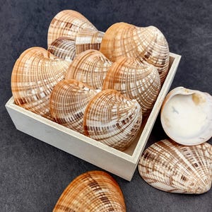 Reddish Venus Clam Seashell Halves Callista Erycina (5 Halves Approx. 2 ...