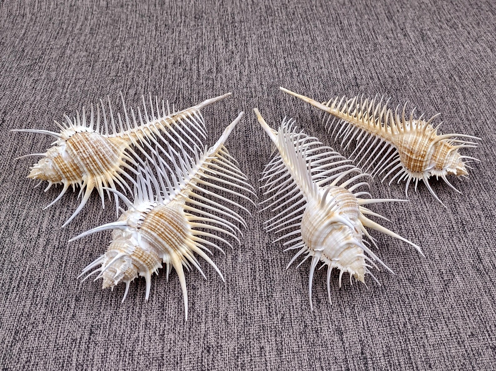 Comb Like Shells Murex Comb Seashell Murex Pecten (1 Shell Approx. 6+ Inches) Special ...