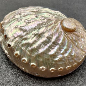 Pearled Oval Abalone - Haliotis Ovina - (3 shells 2.25-3.25 inch). Three white shiny shells with open holes along one edge. Copyright 2022 SeaShellSupply.com.