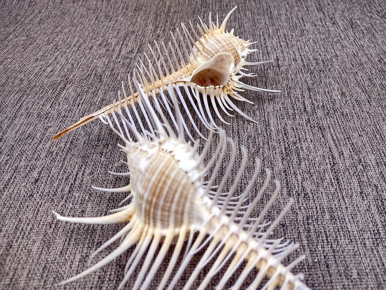 Deadly Comb Shell Murex Comb Seashell Murex Pecten (1 Shell Approx. 6+ Inches) Special ...