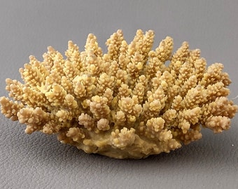 Yellow Stony Coral  FAUX Coral - Acropora Millepora - (1 Fake Coral approx.  2Tx4Wx3D inches)