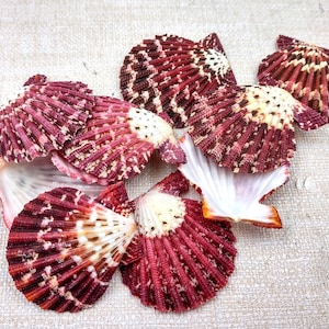 Royal Cloak Scallop Seashells Red Purple Pecten Pallium (10 shells approx. 1.5+ inches) Colorful Scallop shells for crafts jewelry & decor!
