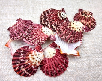 Royal Cloak Scallop Seashells Red Purple Pecten Pallium (10 shells approx. 1.5+ inches) Colorful Scallop shells for crafts jewelry & decor!