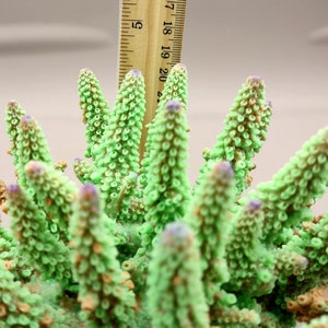 Lavender/Green FAUX Finger Staghorn Coral - Acropora Humilis - (1 FAUX Coral approx. 6x5x5 inches). Green dotted branched coral with a strong round base.Copyright 2024 SeaShellSupply.com.