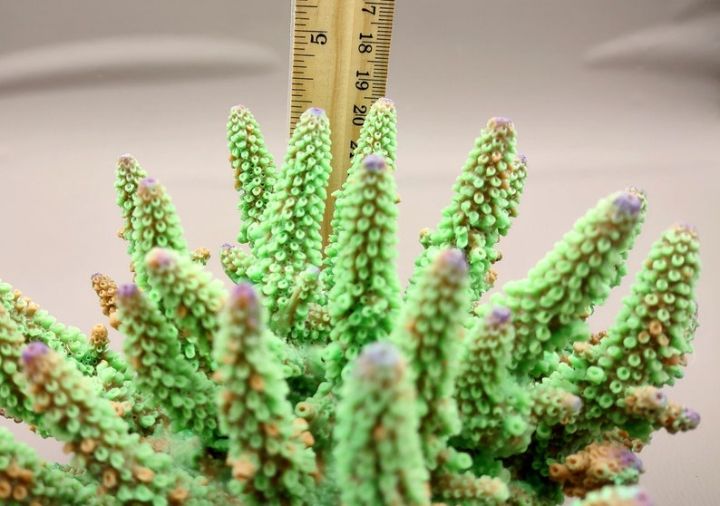 Lavender/Green FAUX Finger Staghorn Coral - Acropora Humilis - (1 FAUX Coral approx. 6x5x5 inches). Green dotted branched coral with a strong round base.Copyright 2024 SeaShellSupply.com.