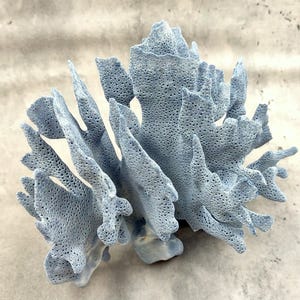 Blue Ridge Coral Cluster Heliopora Coerulea (1 coral 5-6+ inches) Great Blue coral cluster for coastal home decor or display!