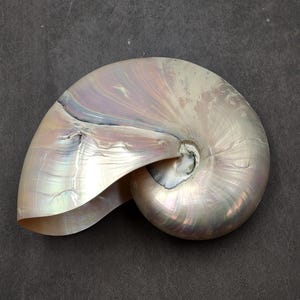 Pearlized Nautilus Seashell Polished Nautilus Pompilius (1 shell approx. 7.5+ inches) Pearlized Nautilus Shell for coastal decor & display!