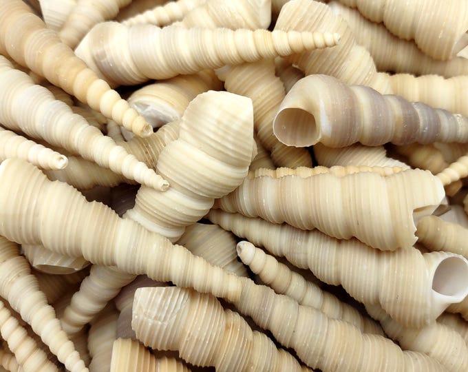 Tan Shells White Tan Turitella Seashells Turitella Terebra (approx. 120+ Shells 2. ...