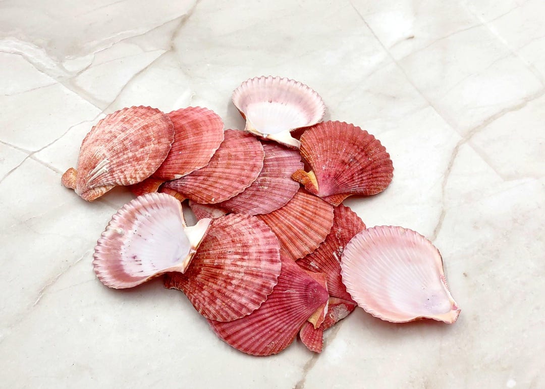 Jam Purple Scallop Noble Pectin Seashell Halves Pecten Nobolis (approx ...