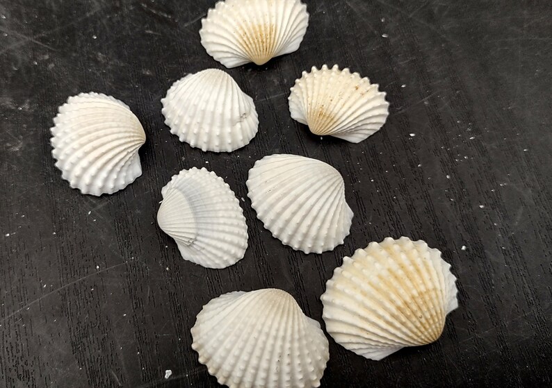 Many Ribbed Ark Shell White Ark Clam Seashells Andara Granosa (approx. Half Cup +/-50 Shells ...