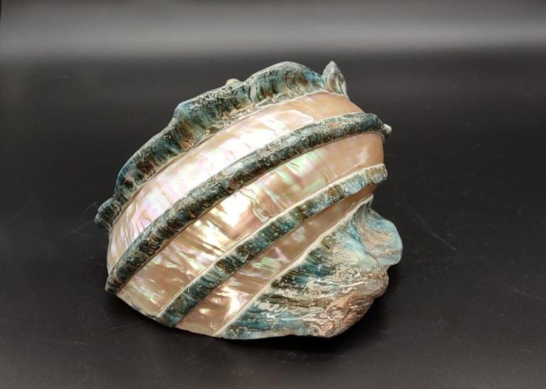 Giant Banded Turbo Shell Turbo Marmoratus (1 Shell Approx. 7L X 4.5H X ...