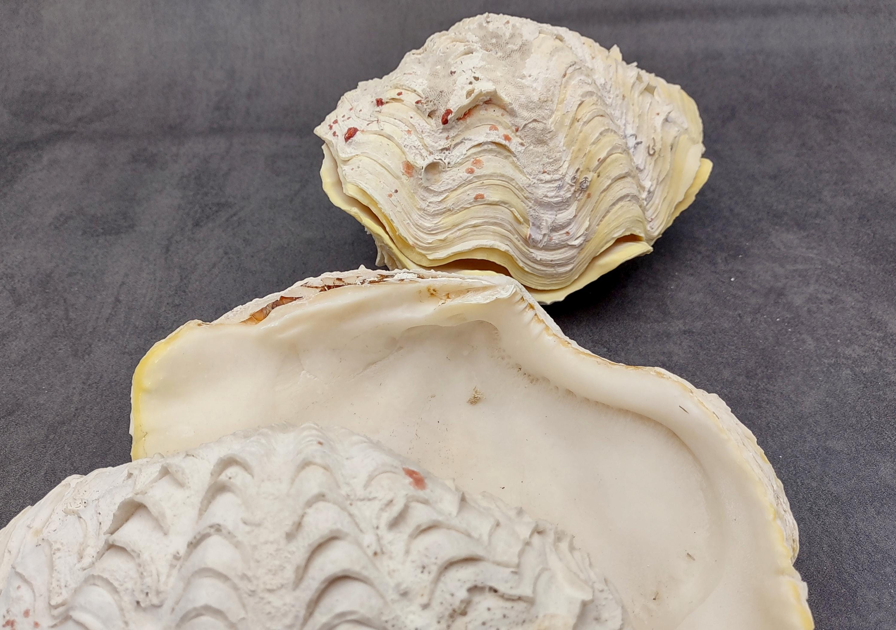 De Rasa Shells Large Derasa Clam Seashell White Tridacna Derasa (1 Shell Approx. 7 ...