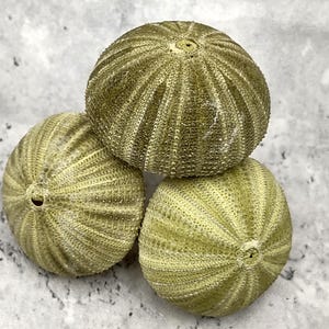 Green Sea Urchins Salmacis Sphaeroides (3 urchins approx. 2+ inches) Natural Urchin Shell for display & collecting!