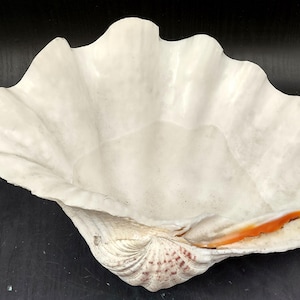 Giant Clam Shell Half (1 half shell approx. 15.25L x 4.5H x 9.5D inches) Great rare clam shell for decor & display!