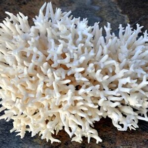 White Birdsnest Coral Cluster Seriatopora Hystrix (1 coral approx. 5-7 inches) Perfect for ocean decor, art projects, crafts & collecting!