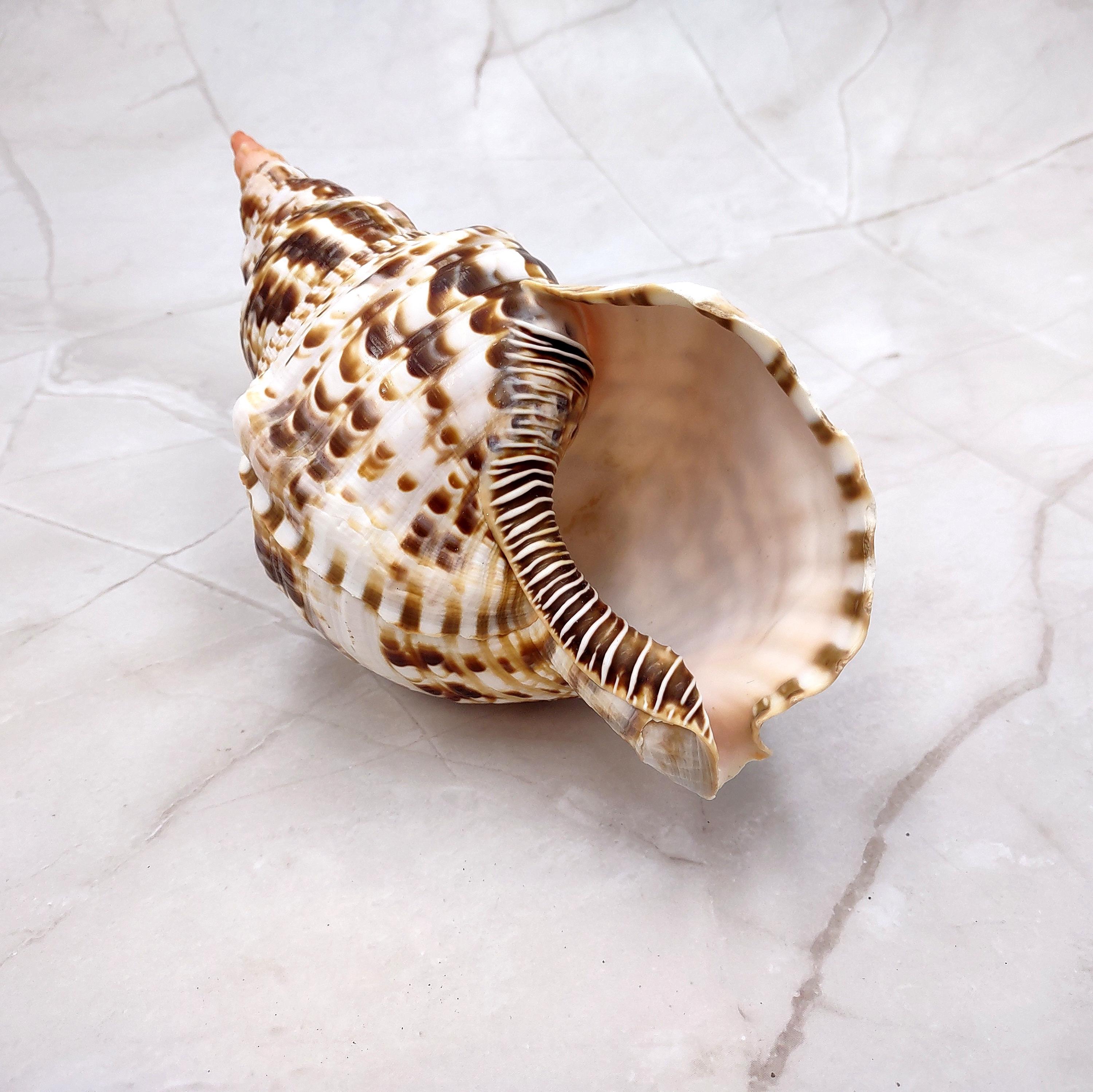 Trition Shell Caribbean Triton Seashell Charonia Tritonis (1 Shell Approx. 8+ Inches ...