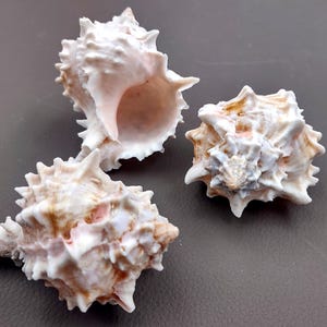 May include: Three white and pink seashells with a spiky texture. The shells are arranged on a gray surface.