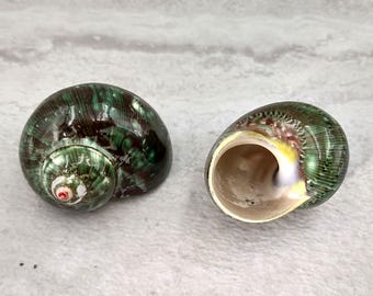 Tapestry Turbo Seashells Green Speckled Turbo Petholatus (2 shells approx. 2+ inches) Green Turbo Shells for hermit crab homes art & crafts!