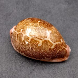 Ancient Map Cowrie Seashell Brown Cypraea Mappa (1 shell approx. 2.5+ inches) Patterned Map Cowrie shell for coastal décor & collecting!