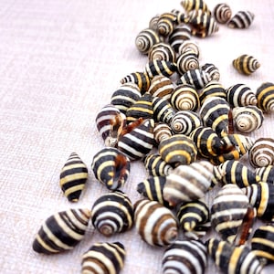 Bee Hive/Bumble Bee Seashells - Engina Mendicaria - (20 shells approx. .25-.5 inches). Multiple black and white stripped shells in pile. Copyright 2024 SeaShellSupply.com.