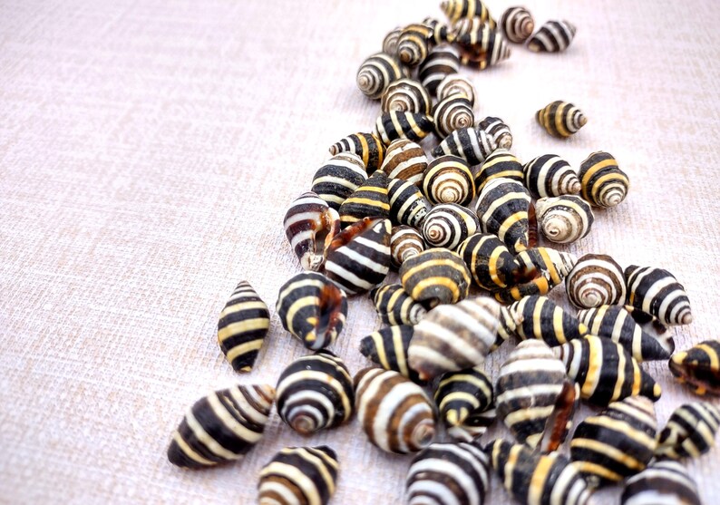 Bee Hive/Bumble Bee Seashells - Engina Mendicaria - (20 shells approx. .25-.5 inches). Multiple black and white stripped shells in pile. Copyright 2024 SeaShellSupply.com.