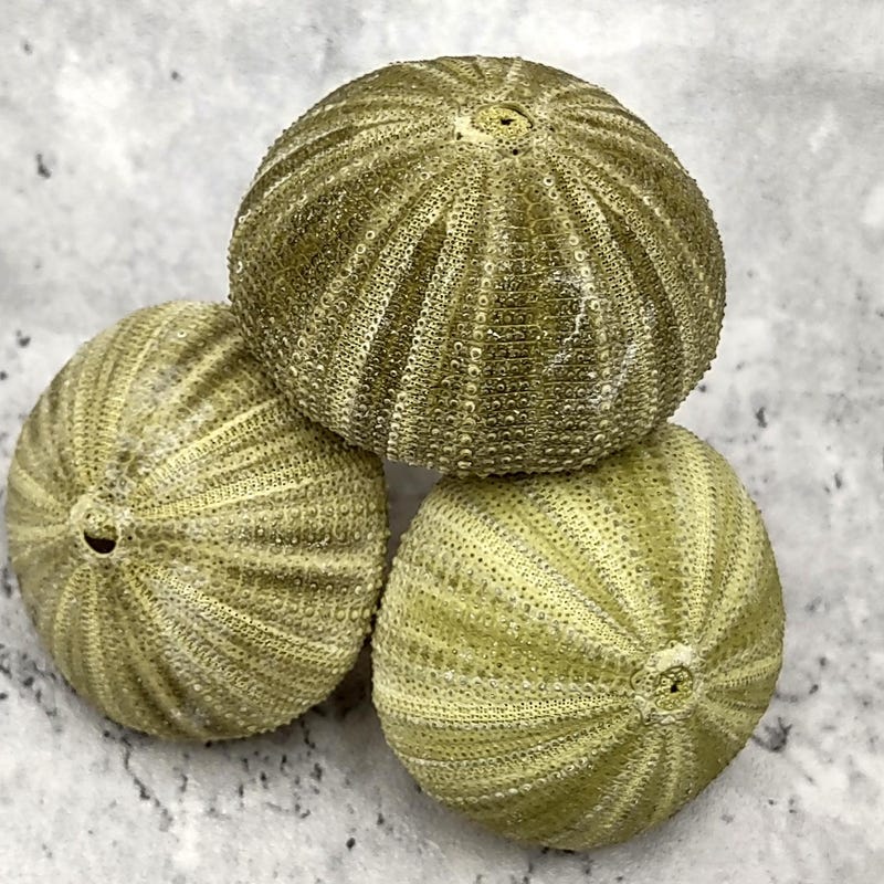 Sea Urchin Light Etsy sea-urchin-light-etsy