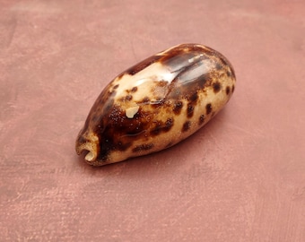 Tortoise Cowrie Seashell Cypraea Testudinaria (1 shell approx. 3+ inches) Tortoise Cowrie shell for sea art & coastal displays!