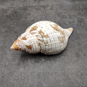 Tuliya Shell True Tulip Seashell Natural Fasciolaria Tulipa (1 Shell Approx. 3 ...