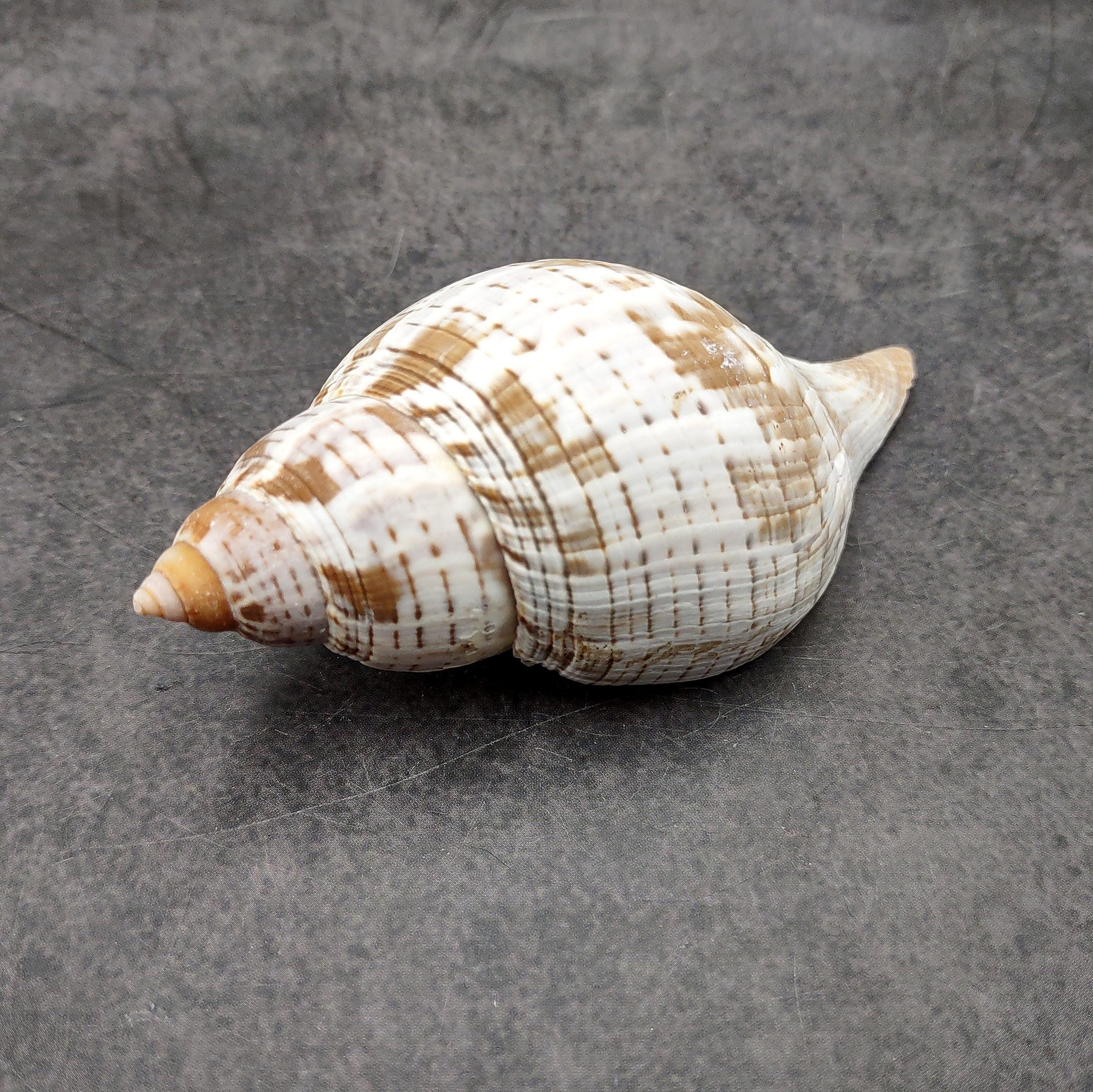 Tulia Sea Shell True Tulip Seashell Natural Fasciolaria Tulipa (1 Shell Approx. 3 ...