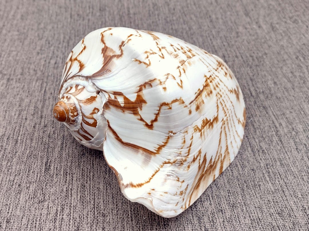Noble Volute Seashell Voluta Nobilis (1 Shell Approx. 6+ Inches) Great ...