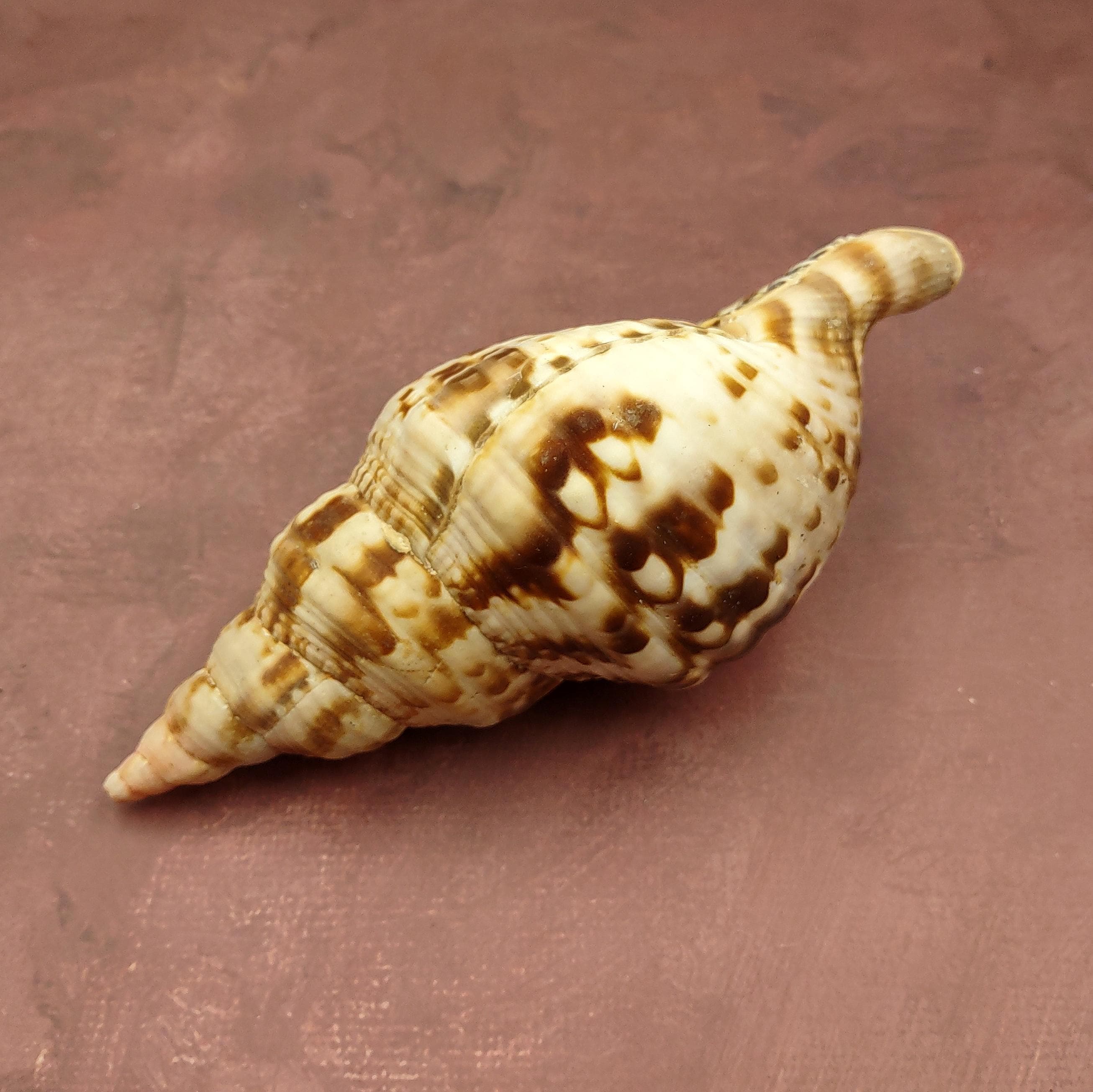 Trition Shell Caribbean Triton Seashell Large Charonia Tritonis (1 Shell Approx. 7 ...