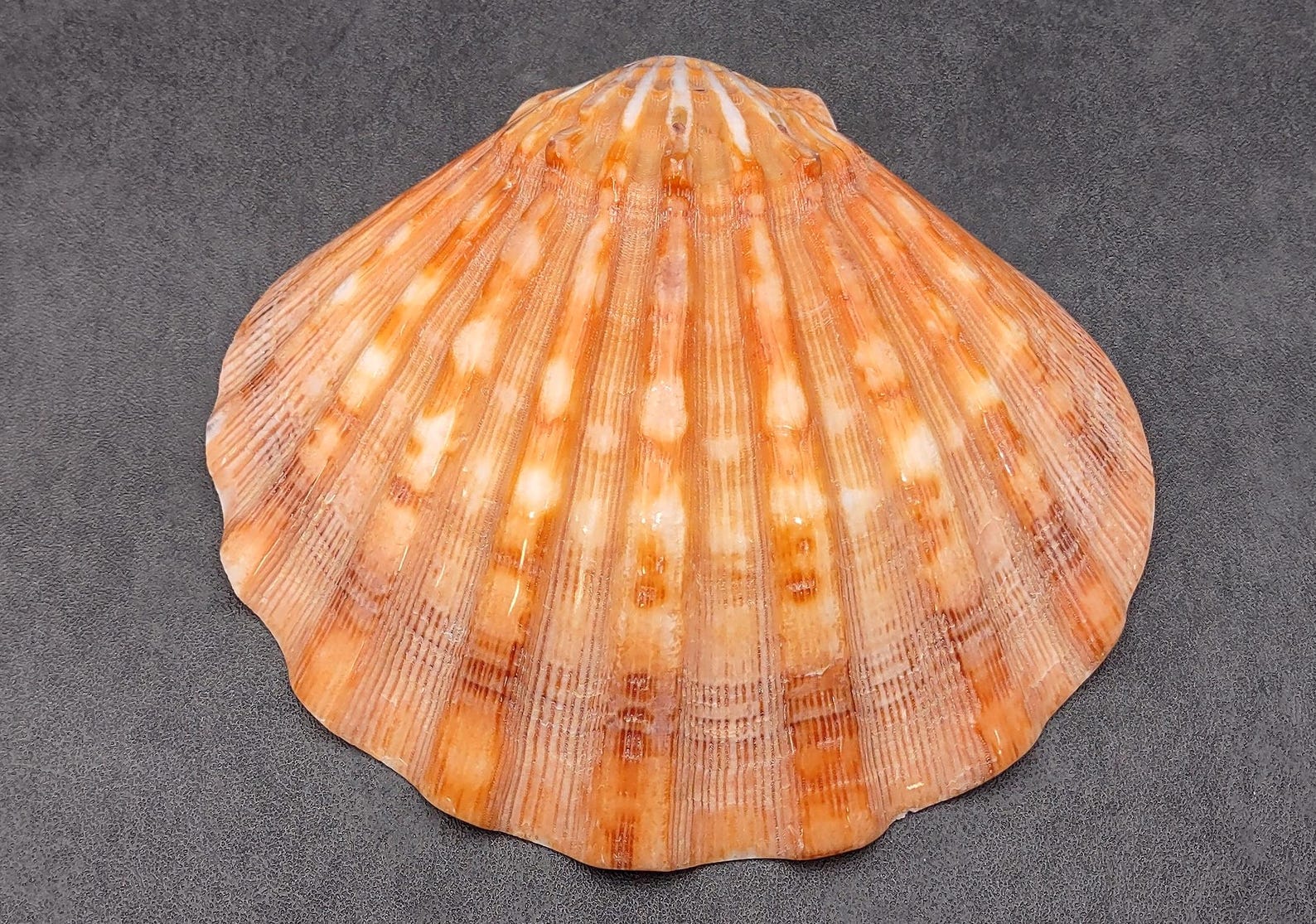 Polished Orange Lions Paw Scallop Seashell Pecten Subnodosus (1 Shell ...