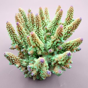 Green FAUX Finger Staghorn Coral Acropora Humilis (1 FAKE Coral approx. 6Tx5Wx5D inches) Artificial Finger Coral for fish aquariums & tanks!