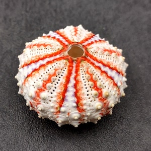 Deep Water Philippine Sea Urchin Coelopleurus Mailardii (1 urchin approx. 0.75+ inch) Natural Urchin Shell for display & collecting!