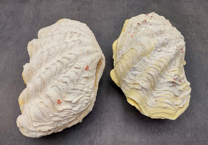 De Rasa Shells Large Derasa Clam Seashell White Tridacna Derasa (1 Shell Approx. 7 ...