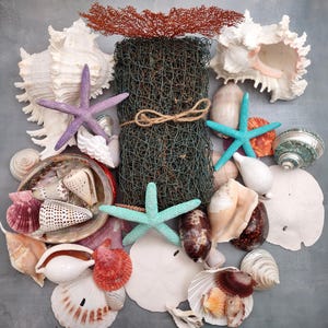 May include: A collection of assorted seashells, including white conch shells, a purple starfish, a turquoise starfish, sand dollars, and a dark green fishing net bundle tied with twine, topped with a red fan-shaped coral structure.