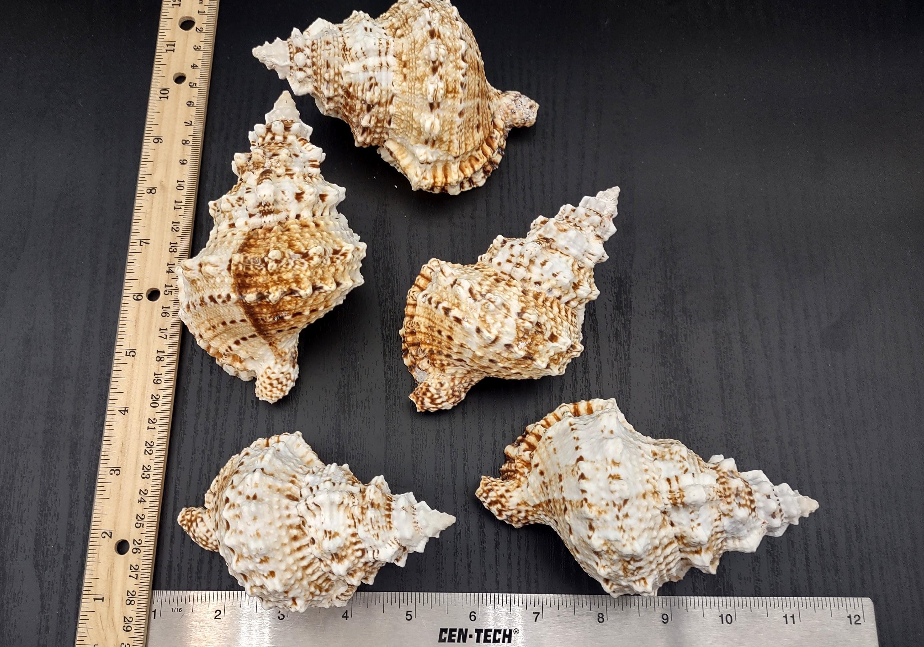 Giant Frog Seashell Bursa Bubo (1 Shell 4+ Inches) Lovely Shells for ...