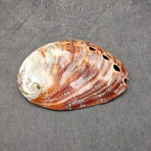 May include: Abalone shell with a natural, iridescent surface. The shell displays a mix of colors, including brown, white, and reddish-orange hues, with a spiral pattern and several small holes. The shell is a natural decorative item.
