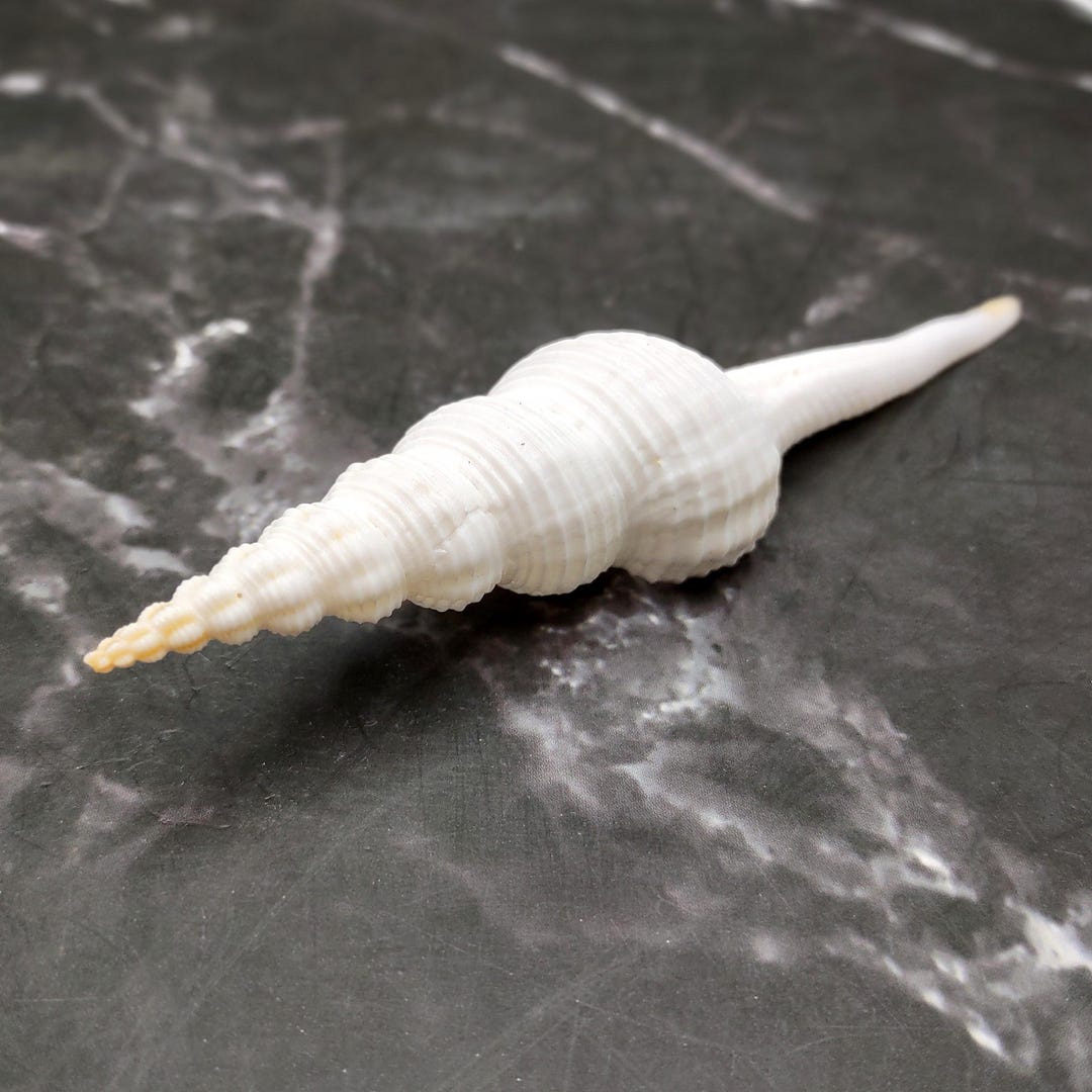 Large White Spindle Seashell Fusinus Colus (1 Shell Approx. 4.5+ Inches ...