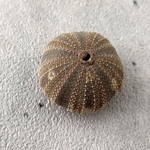 Black Tuxedo Sea Urchin Tripneustes Gratilla (1 urchin approx. 0.5+ inches) Natural Urchin Shell for display & collecting!