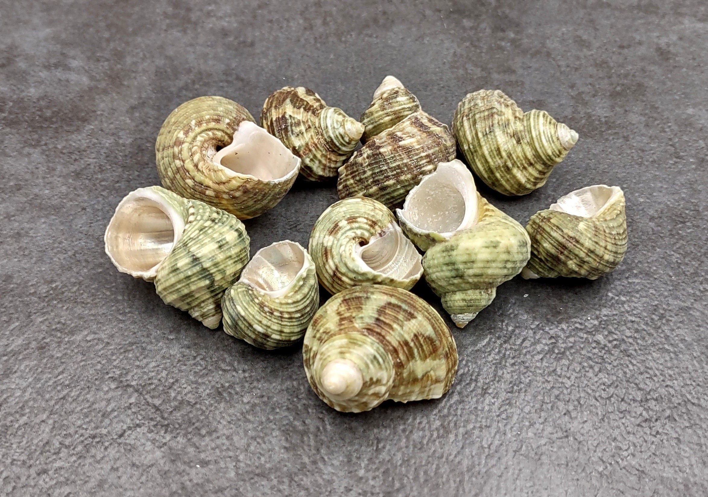  12 Beautiful Yellow Drupa Morum Shells 3/4-1 1/4 Small Beach  Crafts Ocean Decor - Ocean Beach Seashells Perfect for Home Decoration, Art  Craft, Vase Filler Fish Tank : Home & Kitchen
