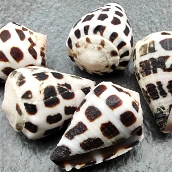 Large Hebrew Cone Seashells Conus Ebraeus White Black Spots (5 shells approx. 1.25-1.5 inches) Great in jewelry, clothing, arts & crafting!