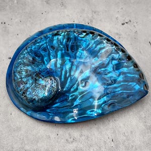 Polished Blue Dyed Abalone Midas Seashell Haliotis Midae (1 shell approx. 5+ inches) Blue tinted shells for display crafts & collecting!